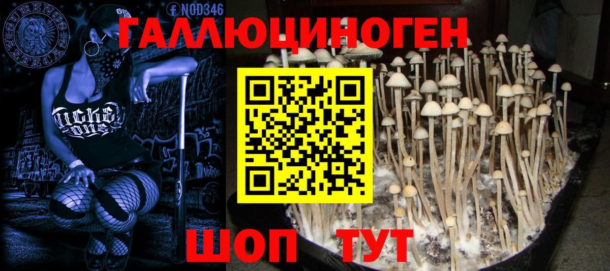 Псилоцибиновые грибы Psilocybine cubensis Кулебаки